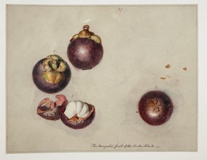 WD 961 f.27 - William Alexander