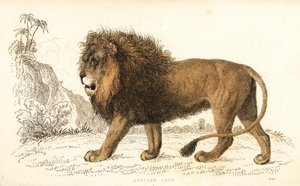 Lion d