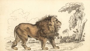 Lion asiatique, en danger, Panthera leo leo, 1834 (gravure) - William Alexander Forbes