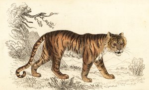 Tigre du Bengale, Panthera tigris tigris, 1834 - William Alexander Forbes