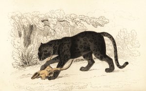 Jaguar noir, Panthera pardus (gravure) - William Alexander Forbes