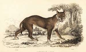 Lynx du Canada, Lynx canadensis, 1834 (gravure) - William Alexander Forbes