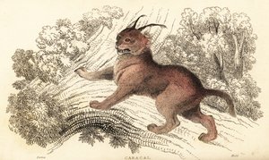 Caracal, Caracal caracal (gravure) - William Alexander Forbes