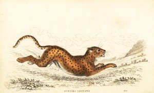 Guépard, Acinonyx jubatus, 1834 (gravure) - William Alexander Forbes