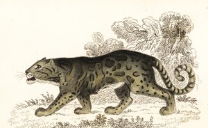 Léopard nébuleux, Neofelis nebulosa (gravure) - William Alexander Forbes