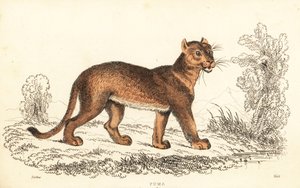 Cougar, Puma concolor, 1834 (gravure) - William Alexander Forbes