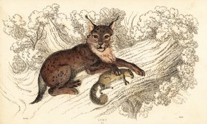Lynx boréal, Lynx lynx (gravure)