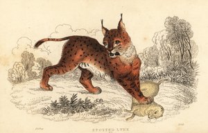 Lynx eurasien, Lynx lynx, 1834