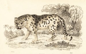 Jaguar, Panthera onca (gravure) - William Alexander Forbes
