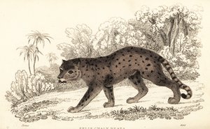 Jaguarundi, Puma yagouaroundi (gravure) - William Alexander Forbes