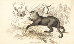 Jaguarundi, Puma yagouaroundi (gravure) - William Alexander Forbes