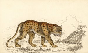 Léopard, Panthera pardus, vulnérable (gravure)