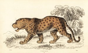 Léopard, Panthera pardus, vulnérable, 1834 (gravure)