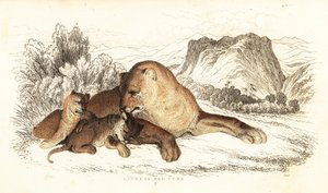 Lionne et lionceaux, Panthera leo, 1834 (gravure)