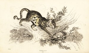 Margay, Leopardus wiedii, 1834 - William Alexander Forbes