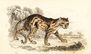 Margay, Leopardus wiedii (gravure) - William Alexander Forbes
