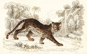 Margay, Leopardus wiedii catenata, 1834 - William Alexander Forbes