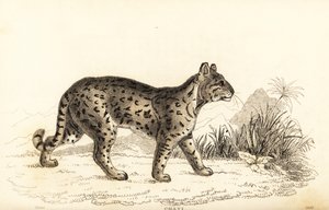 Ocelot, Leopardus pardalis mitis (gravure) - William Alexander Forbes