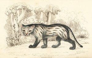 Chat des pampas ou pantanal, Leopardus colocola (gravure) - William Alexander Forbes