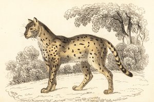 Serval, Leptailurus serval, 1834 (gravure) - William Alexander Forbes