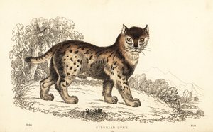 Lynx de Sibérie, Lynx lynx wrangeli (Felis lynx), 1834 (gravure) - William Alexander Forbes
