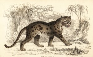 Chat léopard de Sunda, Prionailurus bengalensis subsp. sumatranus - William Alexander Forbes
