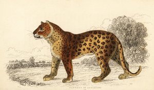 La panthère de l