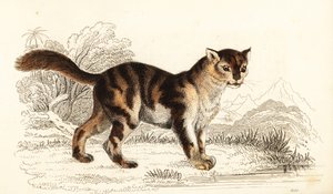 Chat écaille de tortue sauvage d