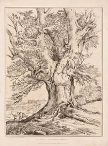 Hêtre dans la forêt de Windsor - William Alfred Delamotte