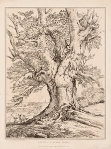 Hêtre dans la forêt de Windsor - William Alfred Delamotte