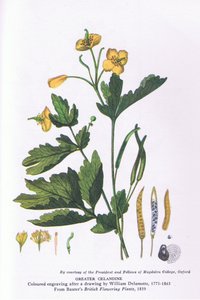 Grande chélidoine, Nature en Grande-Bretagne publiée par Collins - William Alfred Delamotte