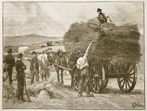 Le sauvetage des récoltes du capitaine Boycott, illustration de 