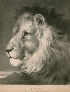 Nero le lion, Surrey Zoological Gardens, Londres