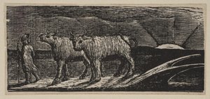 Génisses non attelées, rentrant chez elles (Pastorales de Virgile de Thornton) - William Blake