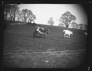 Champ de carrière, Rumney, Cardiff