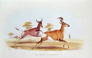 Le Sassaybe et le Hartebeest, illustration de 