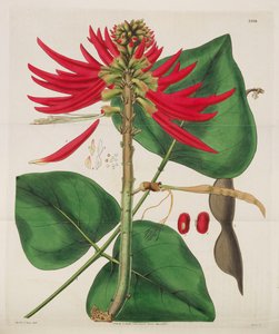 Magazine Botanique, 1787-1833