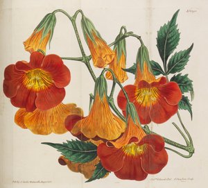 Magazine botanique, 1787-1833 - William Curtis