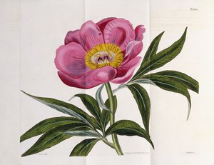 Illustration, numéro 2264, de "The Botanical Magazine", 1787-1826