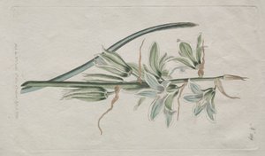 Le magazine botanique ou le jardin de fleurs exposé : Étoile de Bethléem