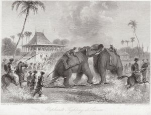 Éléphants se battant à Lucknow - William Daniell