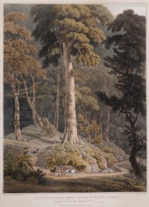 Vue du Grand Arbre, île du Prince de Galles