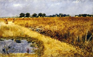 Un champ de maïs