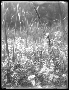 Gros plan de quenouilles dans les bois de Reliance, vers 1912