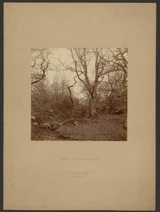 Forét de Fontainebleau - William Drooke Harrison