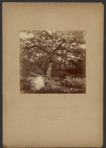 Forét de Fontainebleau - William Drooke Harrison
