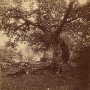 Forêt de Fontainebleau - William Drooke Harrison