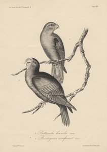 1. Psittacula lineola et 2. Brotogeris aurifrons, lithographie par J.T. Bowen, 1850