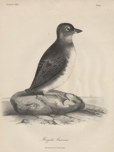 Megalus Cassinii, lithographie par J.T. Bowen, 1850