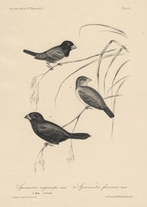 Spermestes Nigriceps (mâle et femelle) et Spermestes Fuscans, litho par J.T. Bowen, 1850